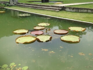 Beautiful view of the lack with green leaf and the flowers