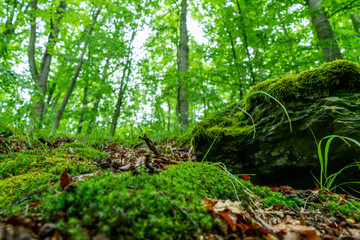 The Hohenwarte reservoir, also known as the 