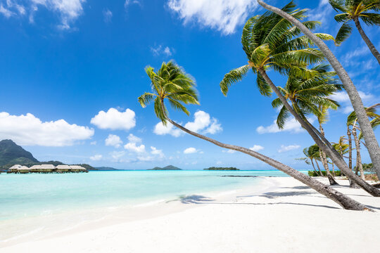 Tropical beach with palm trees and turquoise water