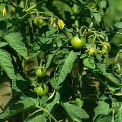 Fruits of green tomatoes growing in the garden. Close-up.