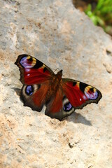 Red butterfly close-up