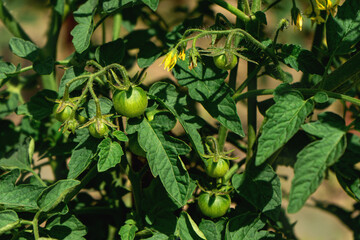 Fruits of green tomatoes growing in the garden. Close-up.