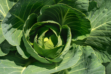 Green cabbage with leaves growing in the garden. Close-up