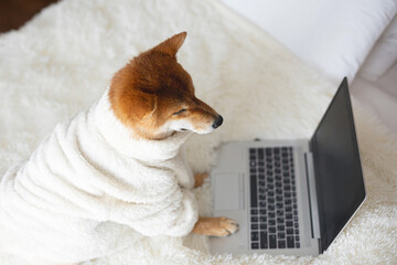 Cute Red Shiba inu dog in the white bathrobe with laptop sitting on the bed. Top view - obrazy, fototapety, plakaty