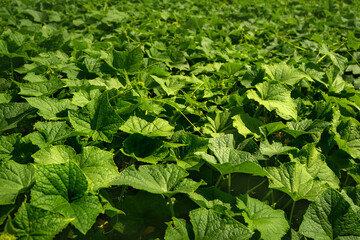 Cucumbers growing in the garden in summer