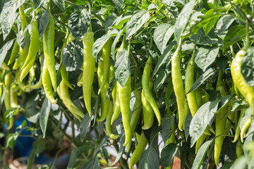 close up long green chilli pepper on tree in the plantation