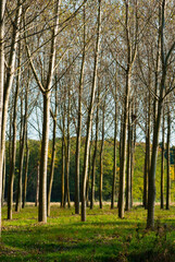 reforestation of poplar trees at autumn sunset