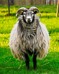 Schafbock frontal