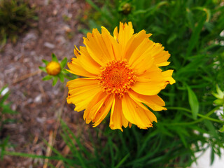 Beautiful April Marigold at Sandy Creek Nature Center