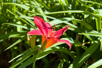 Obraz premium Red-purple daylilies flowers or Hemerocallis. Daylilies on green leaves background. Flower beds with flowers in garden. Closeup. Soft selective focus. Red Hemerocallis or Daylilies plant