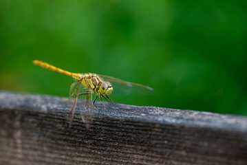 dragonfly sits on the plank in summer
