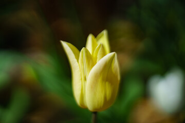 Obraz premium Beautiful tulips in their diverse diversity.