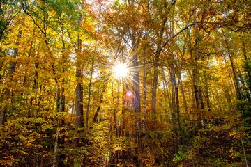 Fototapeta premium sunshine in the middle of the tree