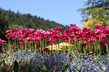 red tulips in the view