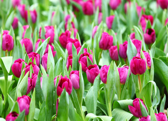 Purple tulips flower field