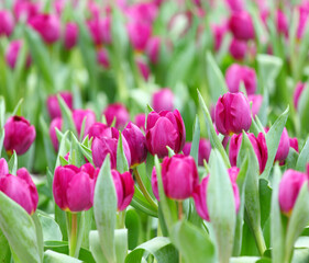 Purple tulips flower field