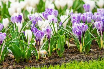 Spring Field With Colorful Crocus Flowers