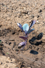 one purple cabbage growing in a hole