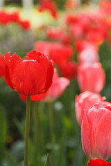 Obraz premium Tulip flower with green leaf background in tulip field in spring day for postcard
