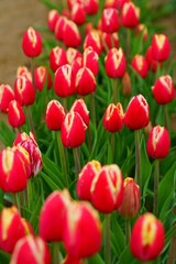 Red and yellow tulips growing in the spring garden