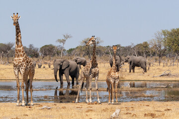 giraffs and elephants