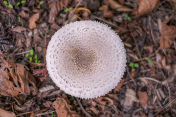 mushroom in the forest
