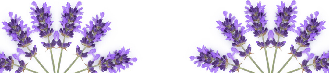 Panorama pattern of lavender flowers