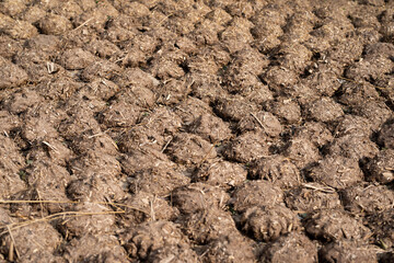 Cow Dung Cakes and Breads dried to use as a natural fuel.