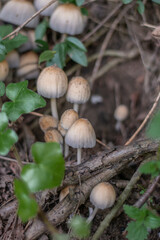 mushrooms in the forest