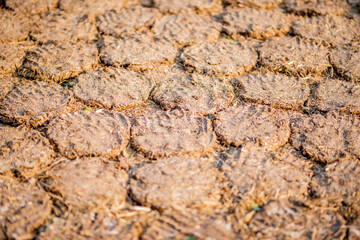 Cow Dung Cakes and Breads dried to use as a natural fuel.