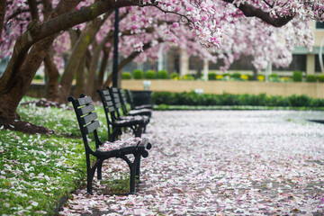 Magnolia - DC