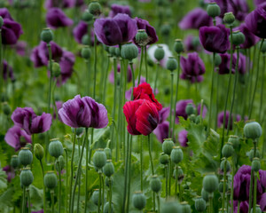 Obraz premium A Field of Purple Poppies growing in north Northumberland, England, Uk.