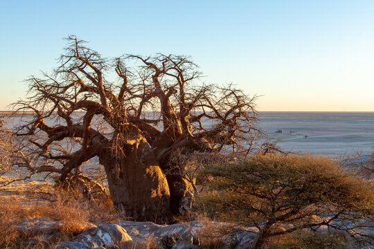 sunrise baobabs Kubu Island Botswana