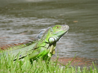 Iguanas