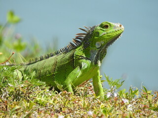 Iguanas