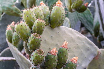 Prickly pears green and with thorns.