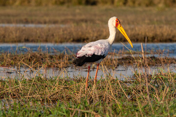 chobe river Botswana