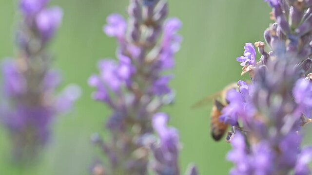 Api sulla Lavanda