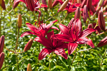 Red-purple daylilies flowers or Hemerocallis. Daylilies on green leaves background. Flower beds with flowers in garden. Closeup. Soft selective focus. Red Hemerocallis or Daylilies plant
