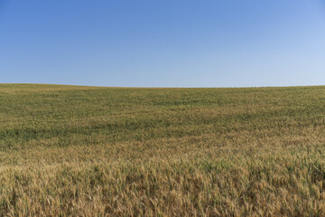Palousse Wheat Fields