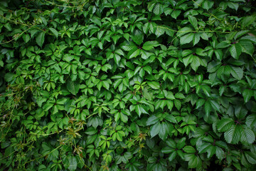 Fototapeta na wymiar Background of green grape leaves. Naturally green, summery background of green walls made of nature
