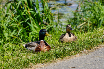 Mallard duck pair