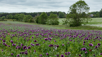 A Field of Purple Poppies growing in north Northumberland, England, Uk.