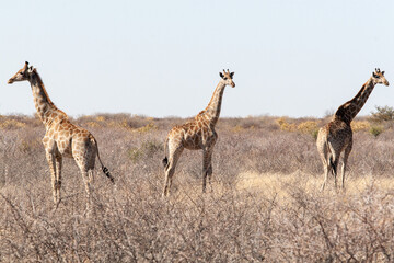 Naklejka na ściany i meble giraffes at Kalahari game reserve
