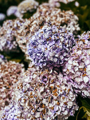 Blooming hortensia in Porto