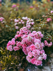 The rose season is almost over
