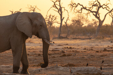 Fototapeta premium elephant walking Botswana