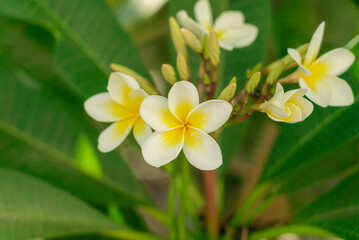 Soft frangipani flower or plumeria flower on branch tree on blurred background.