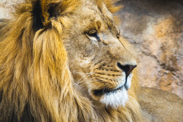 Male lion looking off into the distance