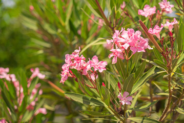 Nerium oleander, Adelfa pink color flowers. Poisonous commonly grown garden plant.